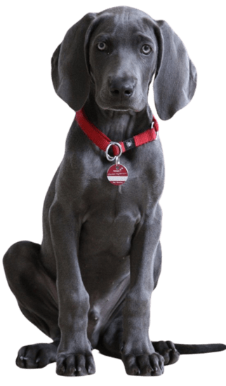 Weimaraner Colombia