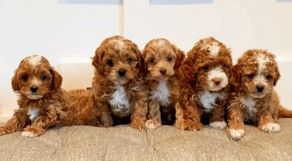Mini Goldendoodle vs Goldendoodle Estandar