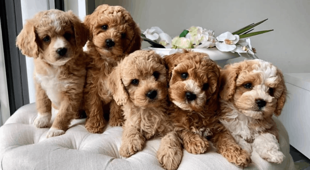 Mini Goldendoodle vs Goldendoodle Estandar