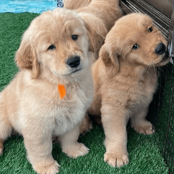 Cachorros golden retriever Cali 2 meses Disponibles 2025