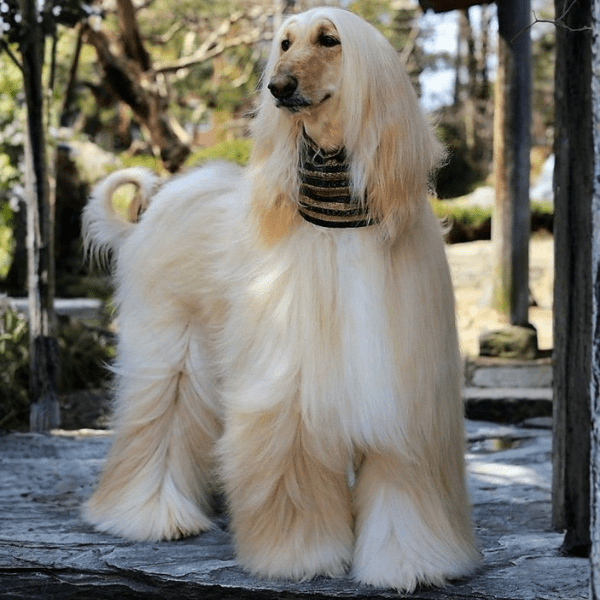 Lebrel Galgo Afgano en Colombia