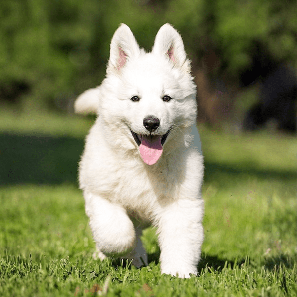 Pastor Alemán Blanco Suizo Colombia