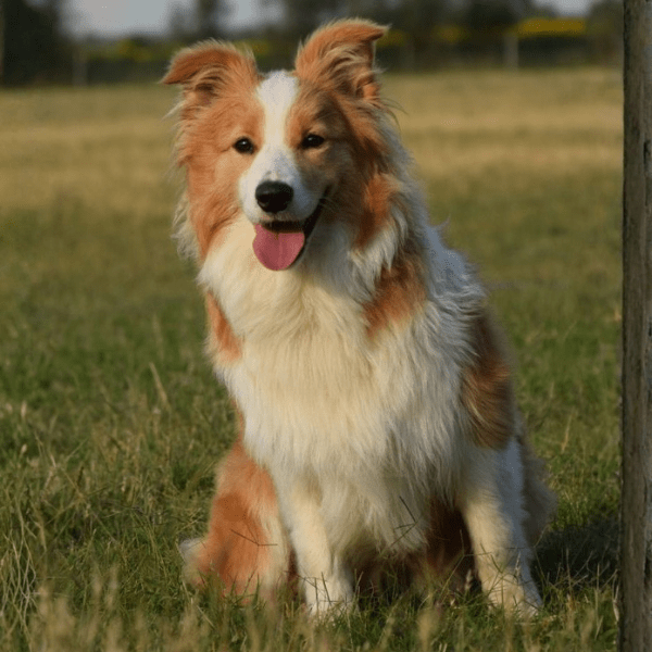 Pastor Collie Colombia