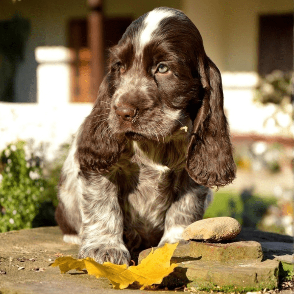 Springer Spaniel Ingles en Colombia