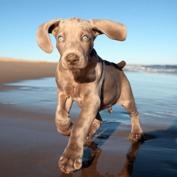 Weimaraner Colombia