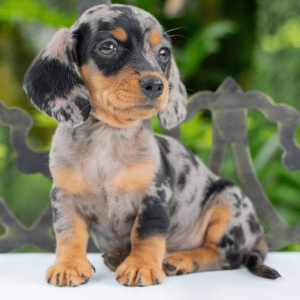 Teckel Arlequin Medellín cachorro dos meses