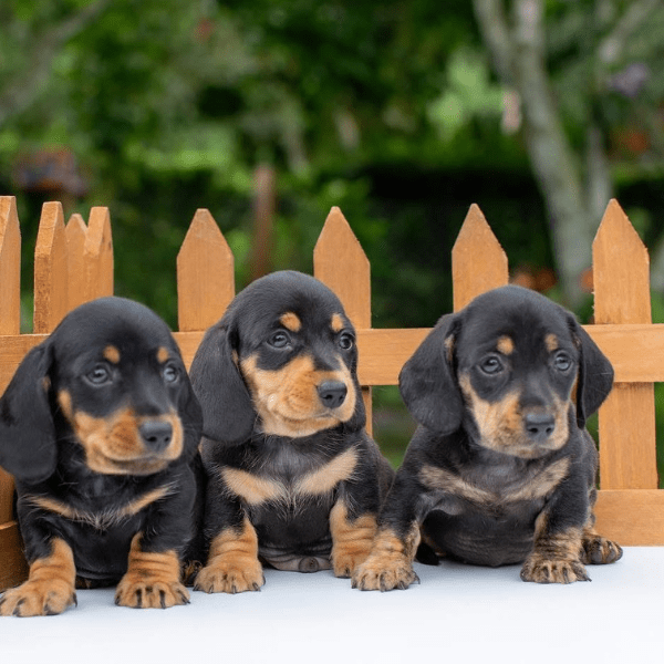 Teckel Salchicha Bogotá cachoros dos meses