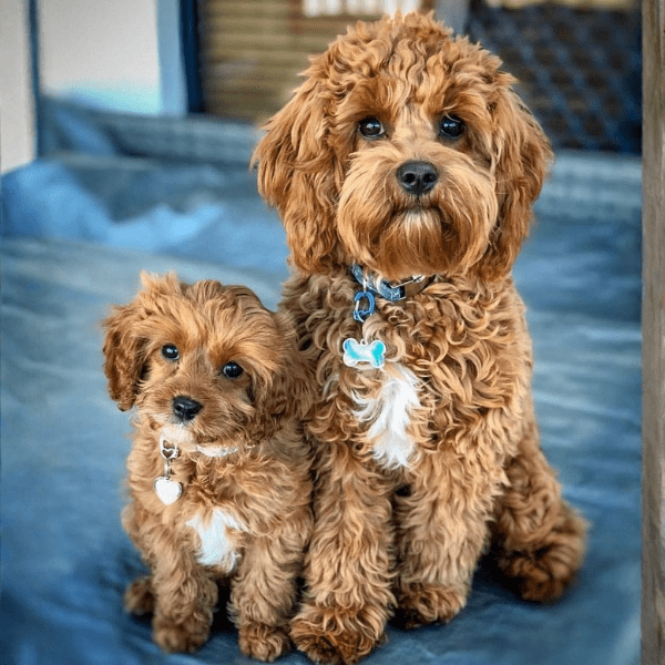 Criadero Cavapoo en Colombia en Colombia - Dinastía del Cachorro