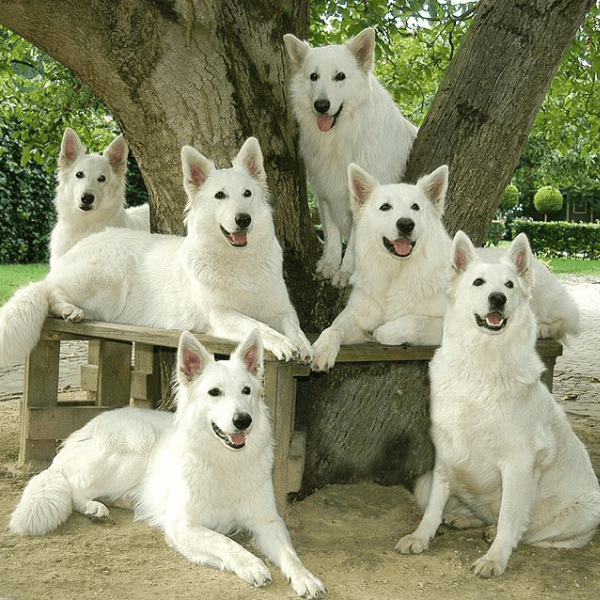 Pastor Alemán Blanco Suizo Colombia