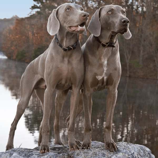 Weimaraner Colombia