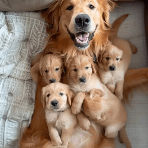 Cachorros golden retriever Cali 2 meses Disponibles 2025