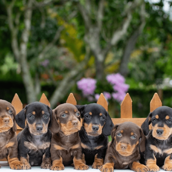 Teckel Salchicha Bogotá cachoros dos meses