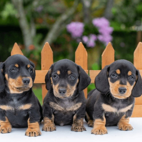 Teckel Salchicha Medellin cachorros negro fuego y chocolate