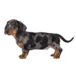 teckel dachshund color black arlequin
