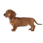 teckel dachshund color cafe