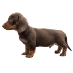 teckel dachshund color chocolate