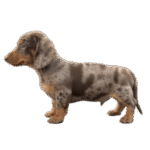 teckel dachshund color chocolate arlequin