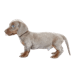 teckel dachshund color isabella