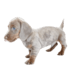 teckel dachshund color isabella arlequin