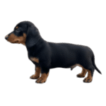 teckel dachshund color negro fuego