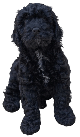 Caniche Toy Negro en Colombia