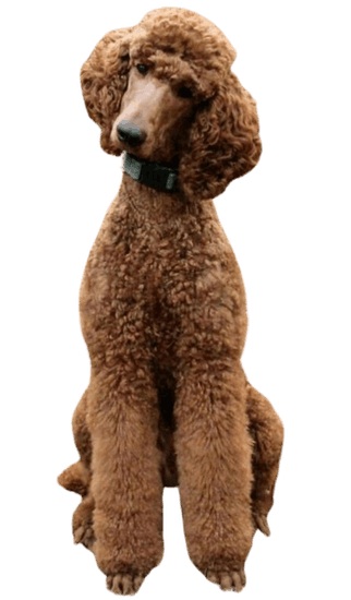 Caniche o Poodle Gigante en Colombia