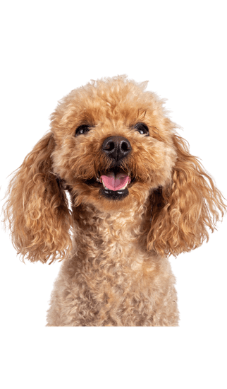 Caniche o Poodle Mediano