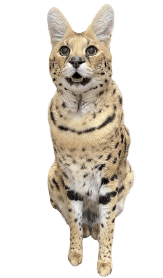 Gato savannah Colombia