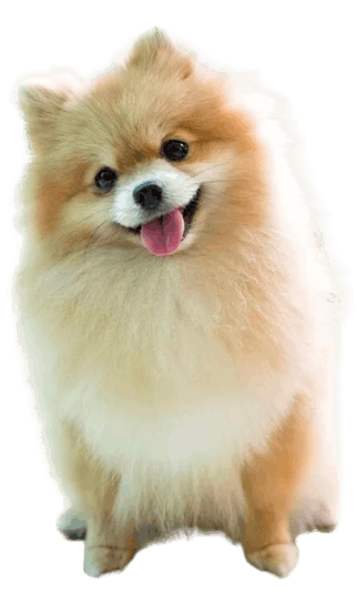 Pomerania Cara de Zorro en Colombia