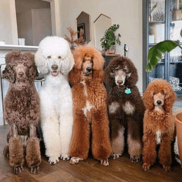 Caniche o Poodle Gigante en Colombia
