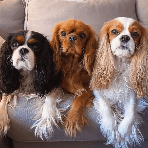 Cavalier King Charles Spaniel en Colombia