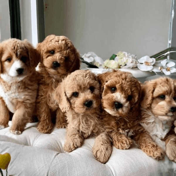 Cavapoo