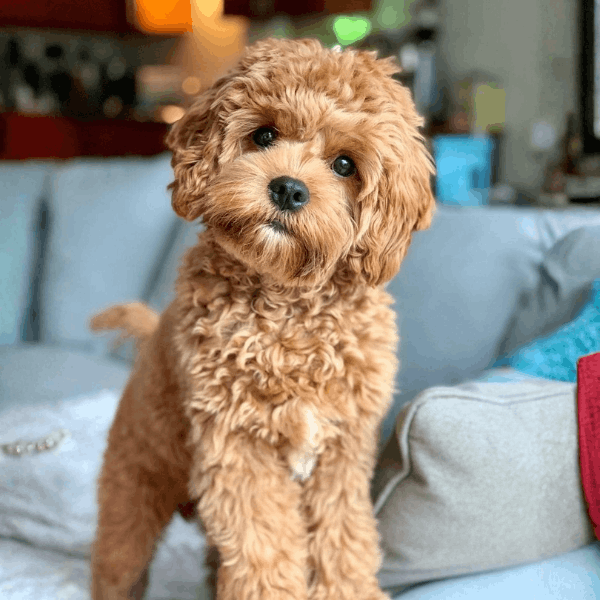 Cavapoo