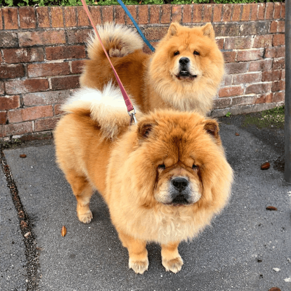 Chow Chow Cali