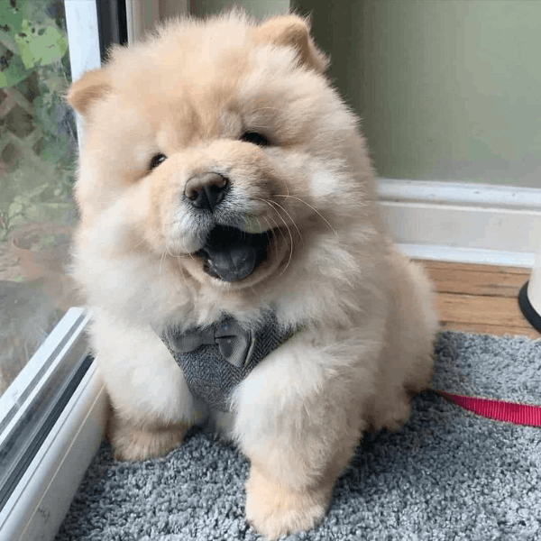 Chow Chow Cali
