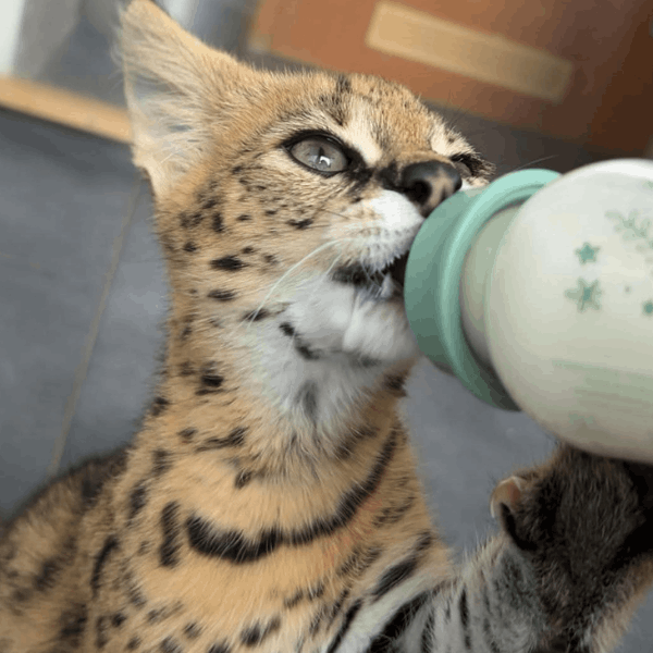 Gato savannah colombia