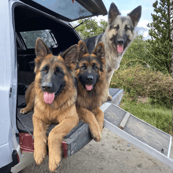 Pastor Alemán en Colombia