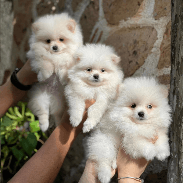 Pomerania Cara de Muñeca en Colombia