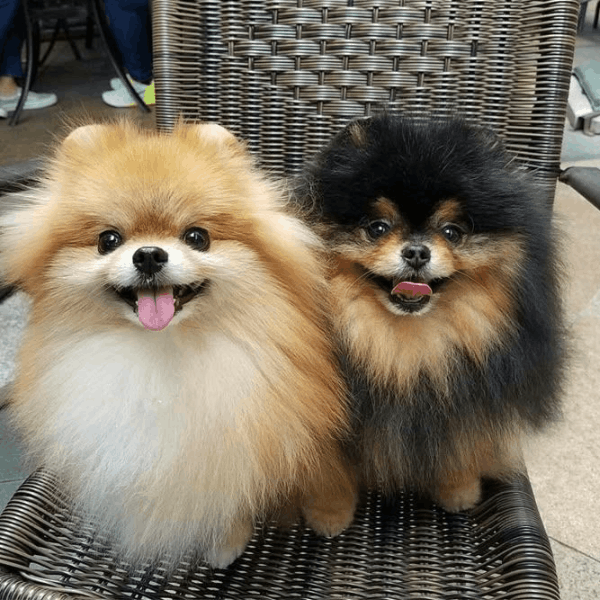 Pomerania Cara de Zorro en Colombia