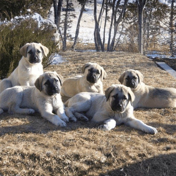 Pastor Kangal Turco Colombia