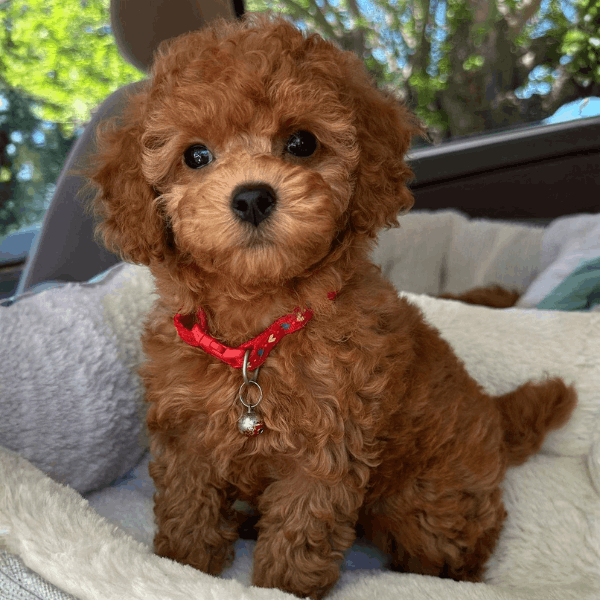 Caniche Toy Apricot en Colombia