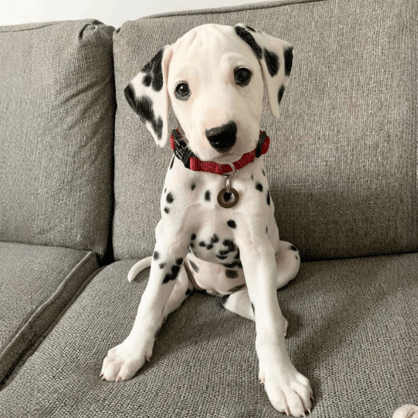 Dálmata en Colombia