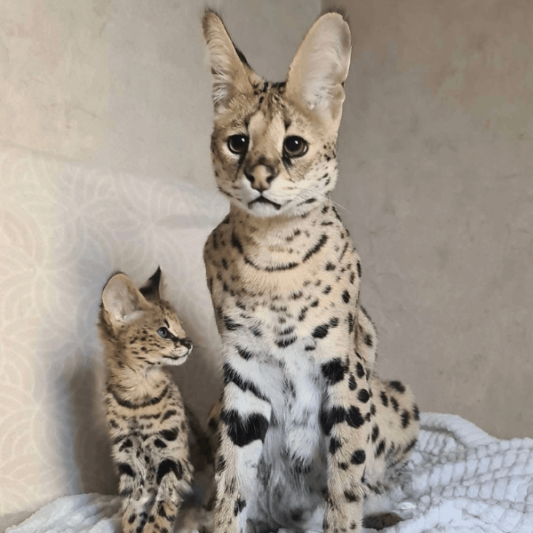 Gato savannah colombia