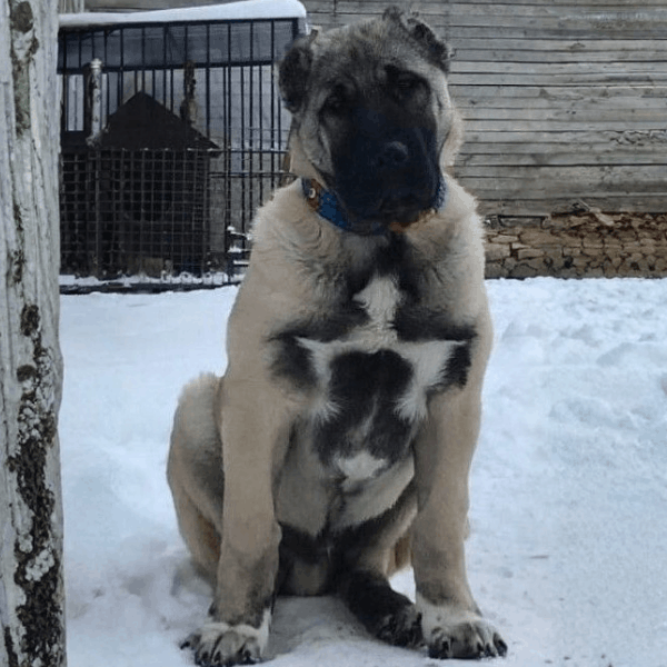 Pastor Kangal Turco Colombia