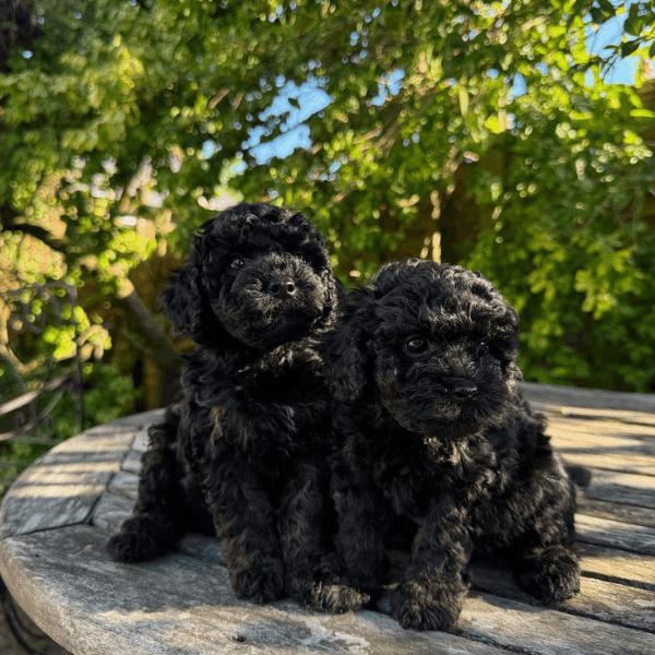 Caniche Toy Negro en Colombia