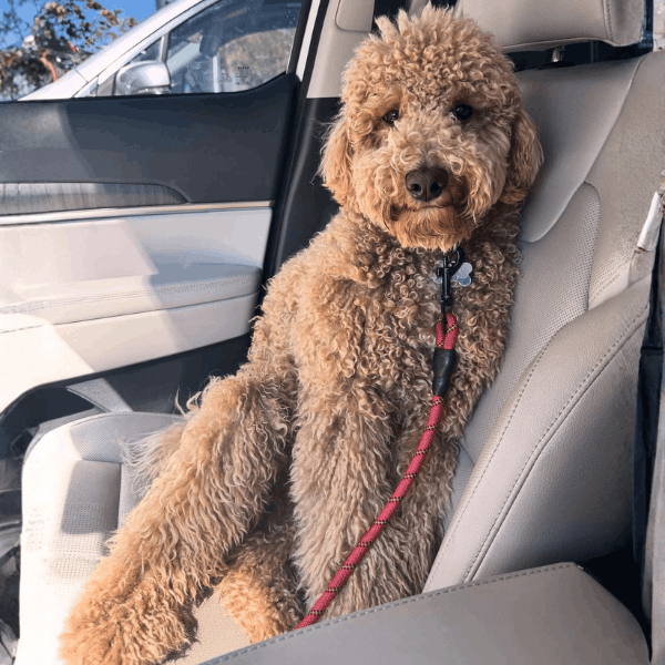 Caniche o Poodle Gigante en Colombia