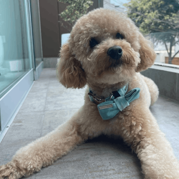 Caniche o Poodle Mediano