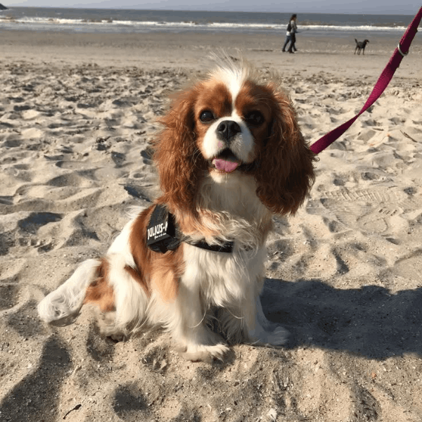 Cavalier King Charles Spaniel en Colombia