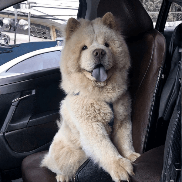 Chow Chow en Medellín