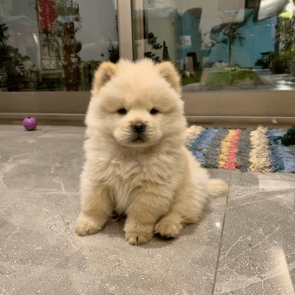 Chow Chow en Bogotá